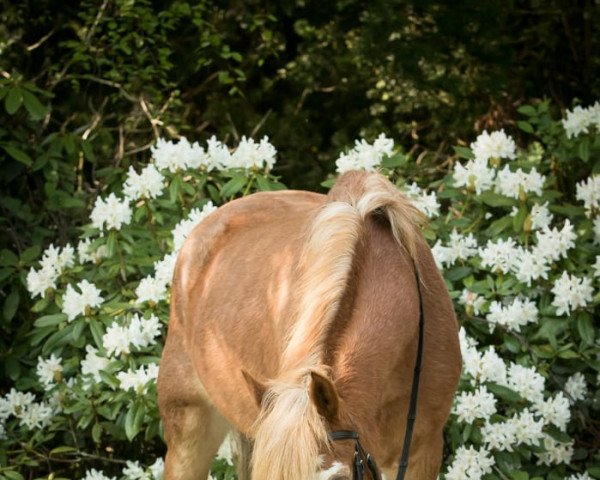 dressage horse Penelope 209 (German Riding Pony, 1998)