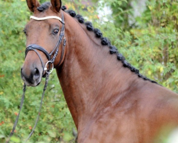 dressage horse Saltazio (Trakehner, 2020, from High Motion 2)