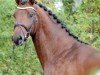 Dressurpferd Saltazio (Trakehner, 2020, von High Motion 2)