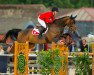 Zuchtstute Flying Girl (Belgisches Warmblut, 2005, von Querlybet Hero)