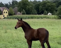 Pferd Castello Grande (Oldenburger Springpferd, 2021, von Casino Grande)