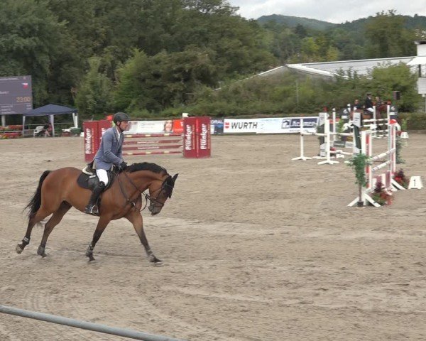 Reitturnier Bad Wildungen 2024