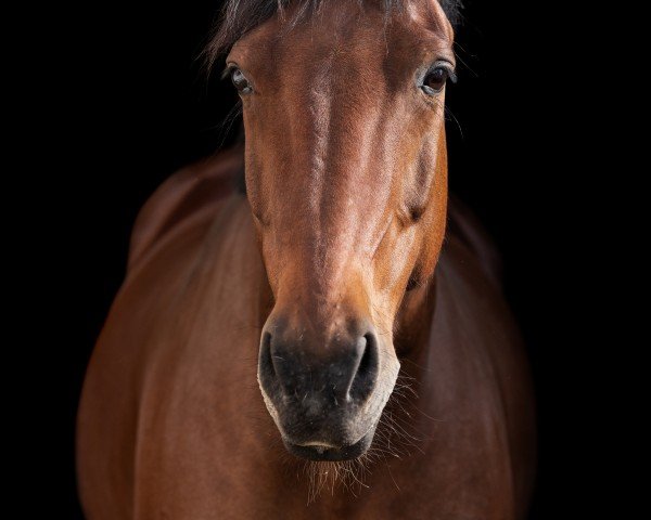 Pferd Little moon (Sächs.-Thür. Schweres Warmbl., 2008, von Lexter *)