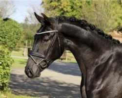 dressage horse Thomson Fernando (Oldenburg, 2019, from For Compliment)