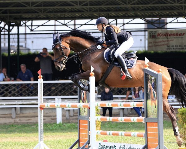 broodmare Cara Mia Pezzi (German Sport Horse, 2012, from Criffindor)
