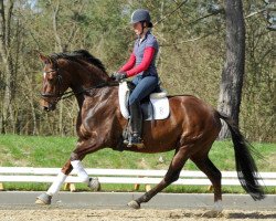 dressage horse Pirola 21 (Oldenburg, 2006, from Donnerschwee)