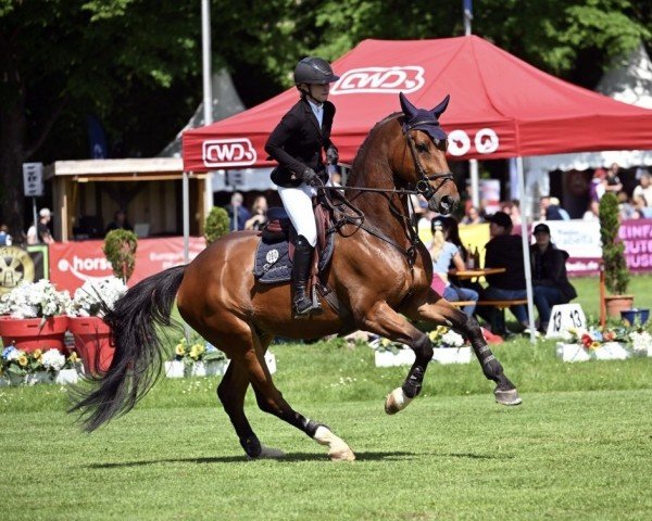 jumper Dragonheart 46 (German Sport Horse, 2017, from Diarado)