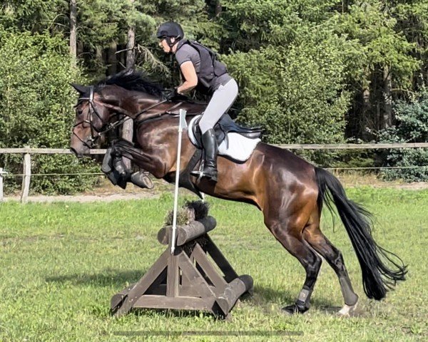 eventing horse Banksy Xpress (anglo european sporthorse, 2015, from Landino)