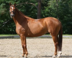 broodmare Felicitas (Hanoverian, 2001, from Friedensfürst)