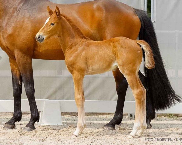 foal by Ella (Hanoverian, 2024, from Esmeraldo FM)