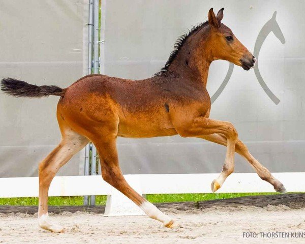 foal by Nando H (Hanoverian, 2024, from NAIROBI DE MUZE)