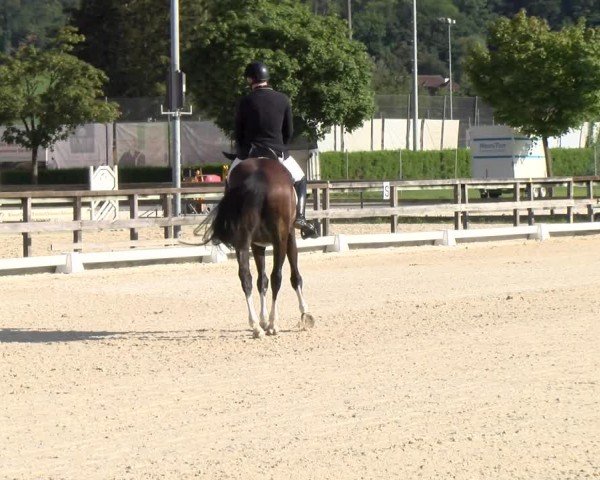 Reitturnier Balsthal 2024
