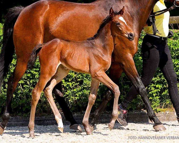 foal by Pretty Annie Potter (Hanoverian, 2024, from Propriano de l‘Ebat)