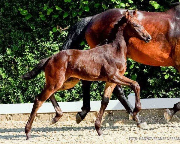 foal by Carla (Hanoverian, 2024, from Chipmunk's Erbe)