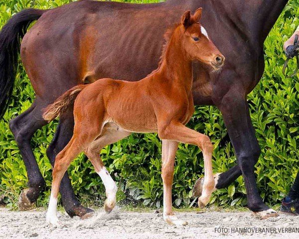 foal by Vaya con Dios (Hanoverian, 2024, from Vitalos FRH)