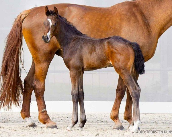 foal by Ivo TF (Hanoverian, 2024, from Iowa Gold)