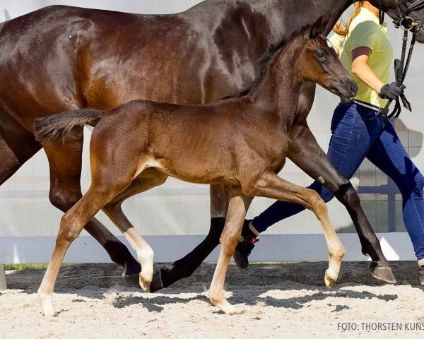 foal by Tilda (Hanoverian, 2024, from Tie Break)