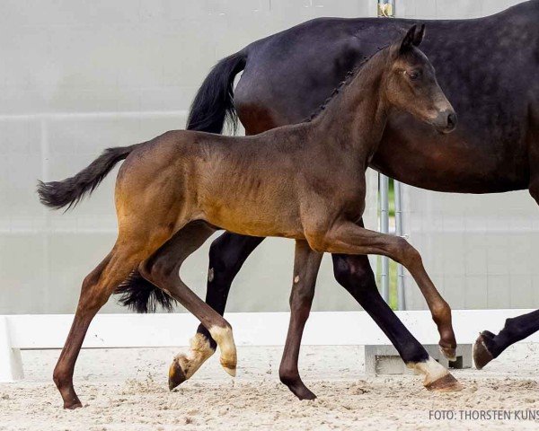 foal by Dietrich G (Hanoverian, 2024, from Despacito 16)