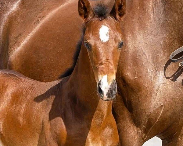 foal by Bon Fantastic (Hanoverian, 2024, from Bonhoeffer)