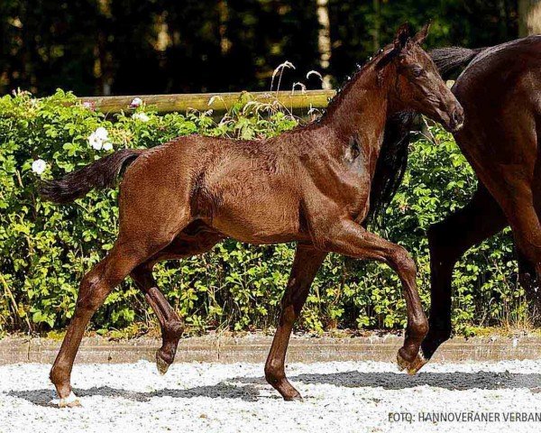 foal by Djamil Amour (Hanoverian, 2024, from Dream Royal)