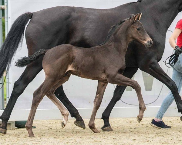 foal by Glamourdale Jr. (Westphalian, 2024, from Glamourdale)