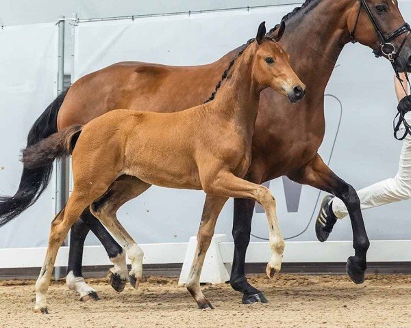 foal by Fräulein Fillippa (Westphalian, 2024, from Feliciano)