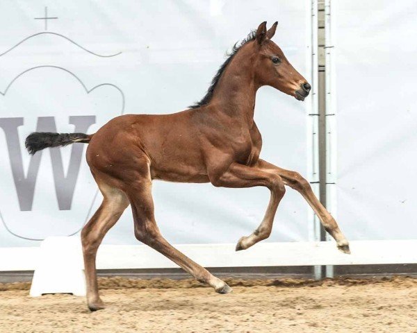 foal by Vino (Westphalian, 2024, from Viva Gold OLD)