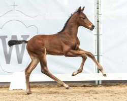 foal by Vino (Westphalian, 2024, from Viva Gold OLD)