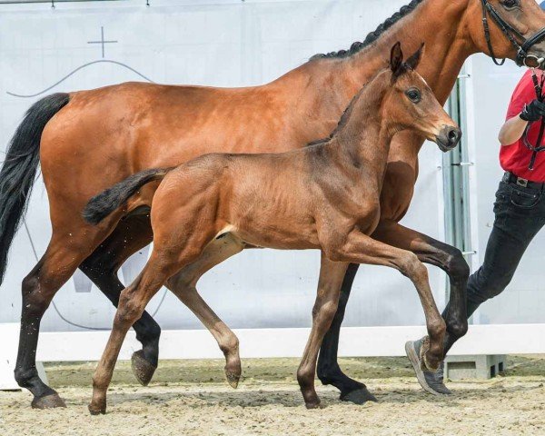 foal by Hengst von Escaneno / Johnson (Westphalian, 2024, from Escaneno)