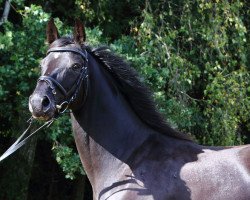 broodmare Duchess Dancier (Hanoverian, 2007, from Dancier)