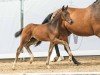 foal by Hengst von Diamantenglanz / Ehrenstolz (Westphalian, 2024, from Diamantenglanz)