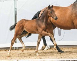 foal by Hengst von Diamantenglanz / Ehrenstolz (Westphalian, 2024, from Diamantenglanz)