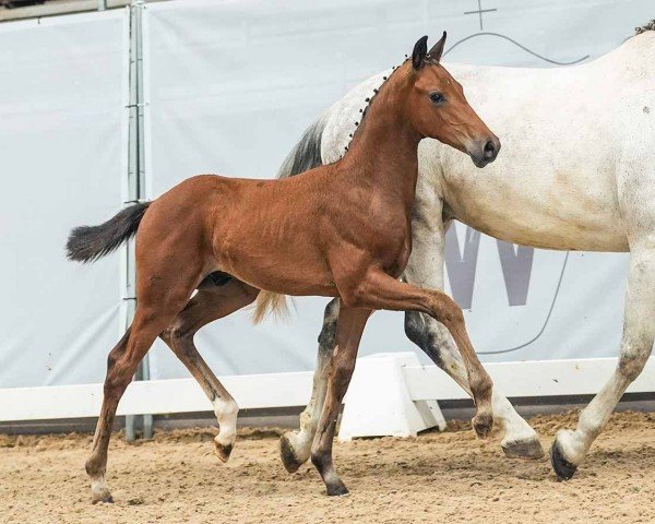 foal by Vinicus VS (Westphalian, 2024, from Viva Vitalis 2)