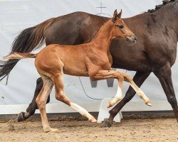 foal by Beevore (Westphalian, 2024, from Bonds)