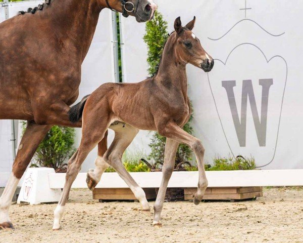 Fohlen von Valentino KR (Westfale, 2024, von V-Power)