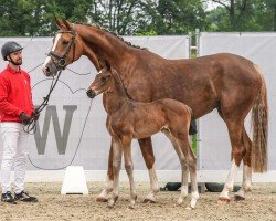 broodmare Feine Dame KR (Westphalian, 2019, from Feinrich)