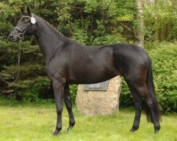 broodmare Une Gribaldi (Trakehner, 2010, from Gribaldi)