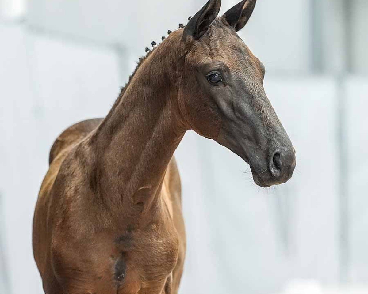 Dressurpferd Dynamic King (Westfale, 2024, von Dynamic Dream)