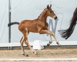 foal by Diamond 4 you (Westphalian, 2024, from Diamantenglanz)