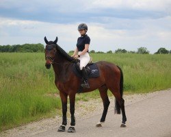 Springpferd Urmel (Deutsches Sportpferd, 2020, von Uno I)