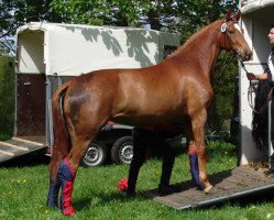 broodmare Herbstsonne IX (Trakehner, 2002, from Mont du Cantal AA)