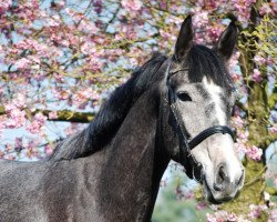 Springpferd Calvari (Oldenburger Springpferd, 2012, von Clintissimo 197 FIN)