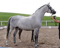 broodmare Kylie Minogue (Trakehner, 2003, from Gribaldi)