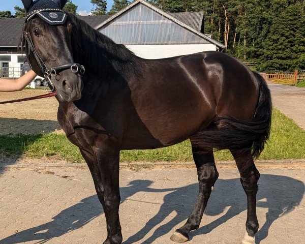 Pferd Mas Diamant (Pura Raza Espanola (PRE), 2020, von Luminoso PM II)