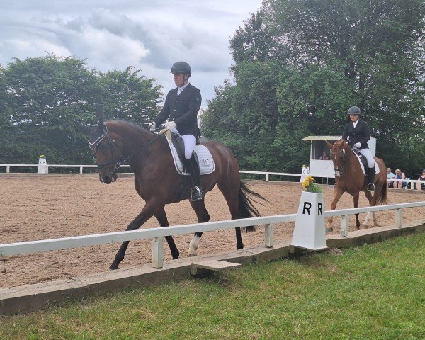 dressage horse Oliodoros (KWPN (Royal Dutch Sporthorse), 2019, from Just Wimphof)