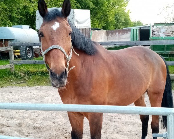 horse Live is Life (Hessian Warmblood, 2002, from Love is Luck)