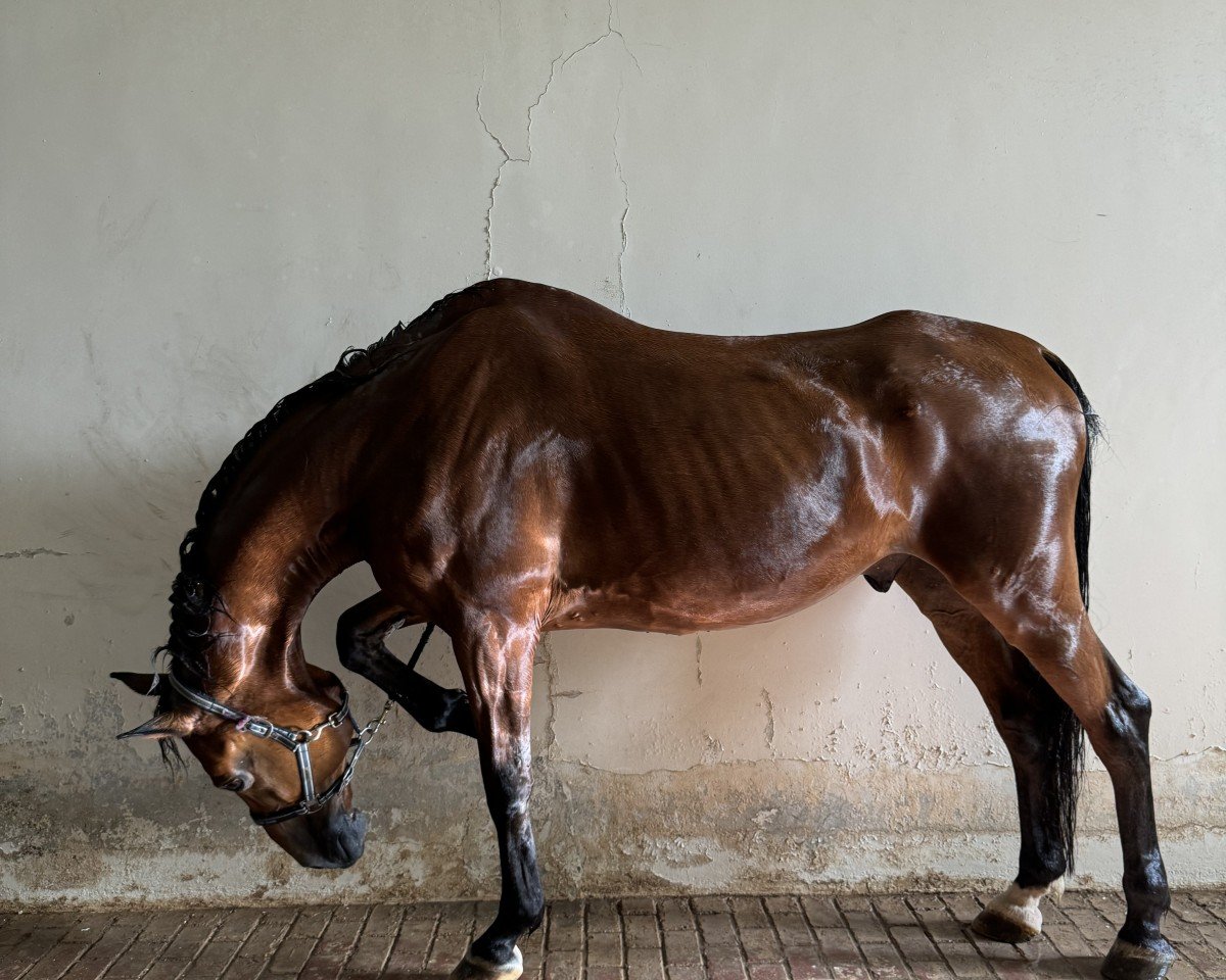 Springpferd Zunoflaire (KWPN (Niederländisches Warmblut), 2004, von Numero Uno)