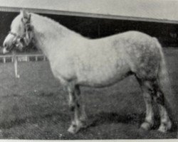 broodmare Seagull III (Highland Pony, 1946, from Caberfeidh)