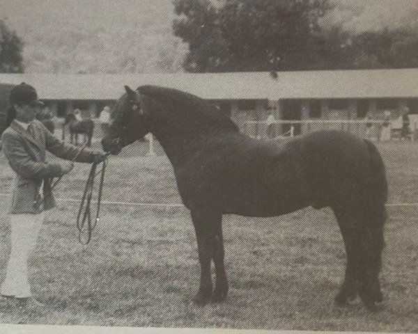 Deckhengst Nappa Country Boy (Dartmoor-Pony, 1982, von Brandsby Cyclone)