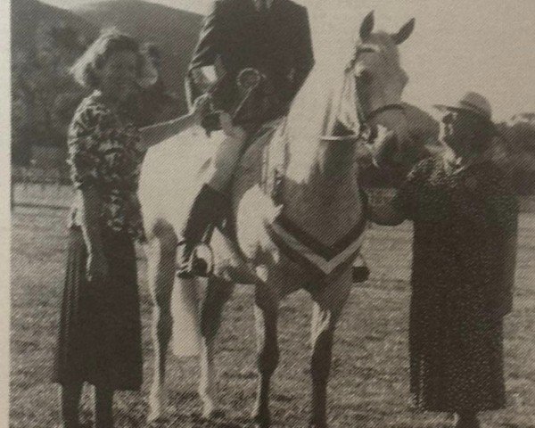 Pferd Tiercel Mystical (Connemara-Pony, 1986, von Wisbridge Erinmore)